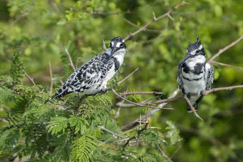 Martin Pescador o Pied Kingfisher - parque nacional de Queen Elizabeth - Uganda 4.jpg